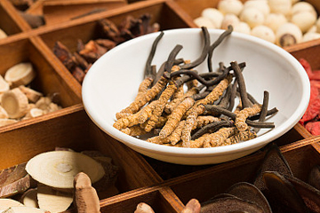 冬虫夏草进入采挖季  “鲜草”市场价格平稳