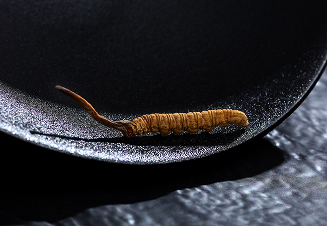 环境恶化致产量下降 冬虫夏草涨价已成必然