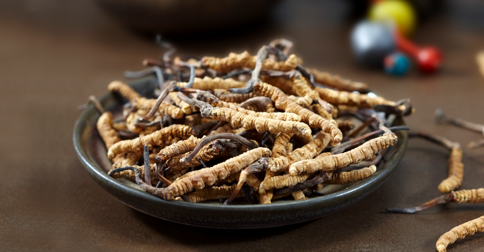 冬虫夏草食谱集合，还说你不会炖吗？