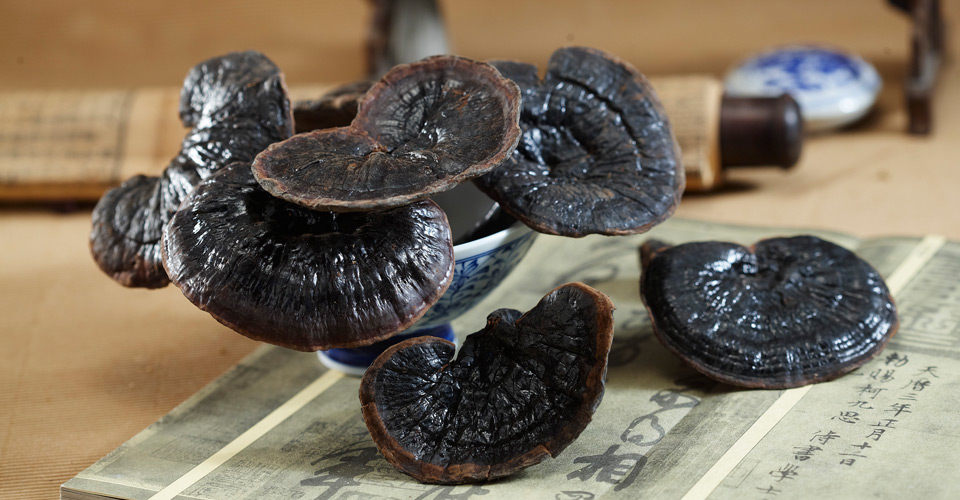 春季养阳，不妨试试灵芝~