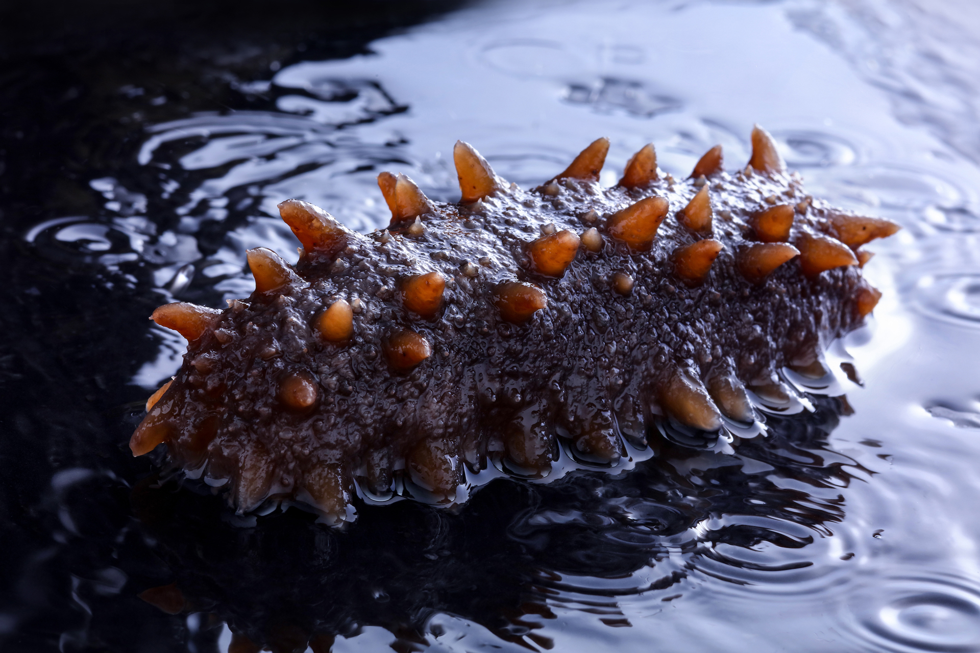 2022年中国海参行业全景速览：市场需求稳定，企业盈利能力受挑战